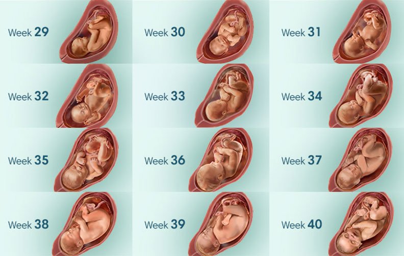 وضعیت جنین در سه ماهه سوم بارداری